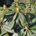 Rhododendron Yakushimanum 'Fantastica' - Foto 1