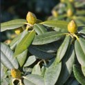 Rhododendron Yakushimanum 'Fantastica' - Foto 2