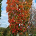 Acer rubrum 'Scanlon' - Afbeelding 3