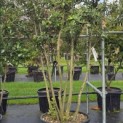 Quercus ilex - 1