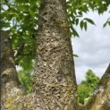 Phellodendron amurense - 3