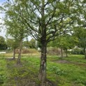 Metasequoia glyptostroboides - Foto 1