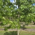 Liquidambar styraciflua - 2
