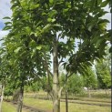Magnolia 'Wada's Memory' - Foto 2