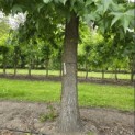 Liquidambar styraciflua - 5
