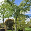 Albizia julibrissin - 1