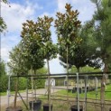 Magnolia grandiflora 'Goliath' - Foto 1