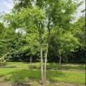 Gleditsia triacanthos ‘Inermis' - 4