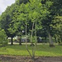 Juglans regia - 1