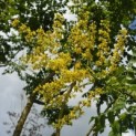 Koelreuteria paniculata - 3