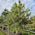 Pinus nigra 'Nigra' - Foto 3