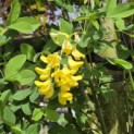Laburnum Yellow Rocket - 3