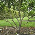 Magnolia 'Susan' - 3