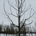 Malus domestica 'Rode Boskoop' - 1