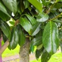 Prunus laurocerasus 'Novita' - Foto 3