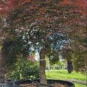 Acer palmatum 'Garnet' - 2