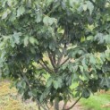 Parrotia persica 'Bella' - 4