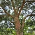 Pinus sylvestris - 2