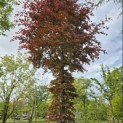 Fagus sylvatica 'Atropunicea' - 1