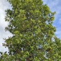 Quercus ilex - 2
