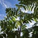 Pterocarya Fraxinifolia - Foto 1