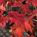 Quercus rubra - Foto 1