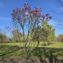 Magnolia 'Betty' - 4