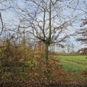 Fagus sylvatica - 2024