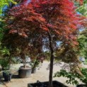 Acer palmatum 'Garnet' - Afbeelding 1