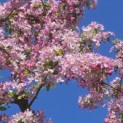 Malus floribunda - 9