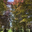 Fagus sylvatica 'Atropunicea' - Foto 2
