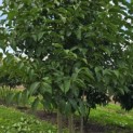 Magnolia 'Kobus' - 2