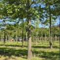 Quercus Palustris - 8