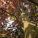 Fagus sylvatica 'Atropunicea' - Foto 4