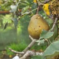 Pyrus communis 'Gieser Wildeman' - Foto 3