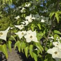 Cornus kousa 'Milky Way' - 1