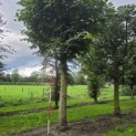 Tilia Tomentosa - 1
