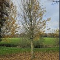 Carpinus betulus 'Frans Fontaine' - Foto 1