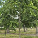 Juglans nigra - Foto 7