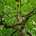 Platanus x hispanica - Plataan