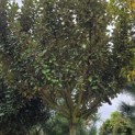 Elaeagnus ebbingei 'Compacta' - 2