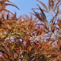 Acer palmatum 'Dragon's fire' - 3