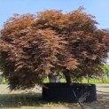 Acer palmatum 'Dragon's fire' - juni 2025