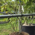 Davidia involucrata 'Vilmoriniana' - 1