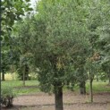 Olea europaea - 2