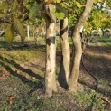 Platanus x hispanica - 3