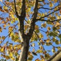 Platanus x hispanica - 5