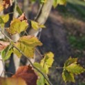 Platanus x hispanica - 4