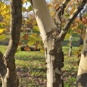 Platanus x hispanica - 6