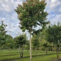 Heptacodium miconoides - Foto 1